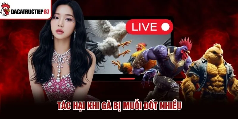 Tác hại khi gà bị muỗi đốt nhiều