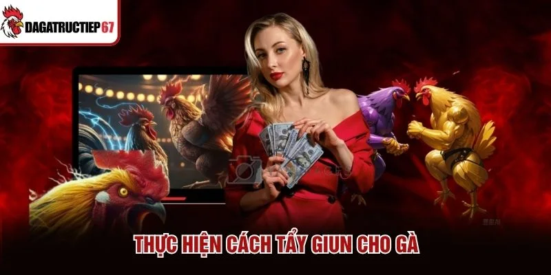 Thực hiện cách tẩy giun cho gà Thực hiện cách tẩy giun cho gà