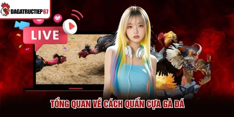 Tổng quan về cách quấn cựa gà đá Tổng quan về cách quấn cựa gà đá