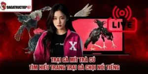 Trại Gà Mít Trà Cú – Tìm Hiểu Trang Trại Gà Chọi Nổi Tiếng