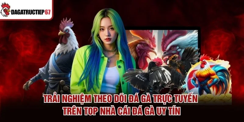 Trải nghiệm theo dõi đá gà trực tuyến trên top nhà cái đá gà uy tín