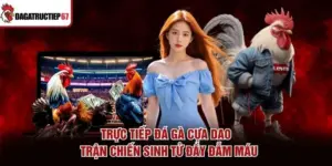Trực Tiếp Đá Gà Cựa Dao - Trận Chiến Sinh Tử Đầy Đẫm Máu