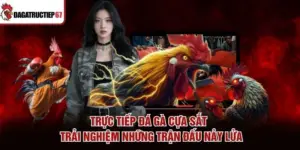 Trực Tiếp Đá Gà Cựa Sắt - Trải Nghiệm Những Trận Đấu Nảy Lửa