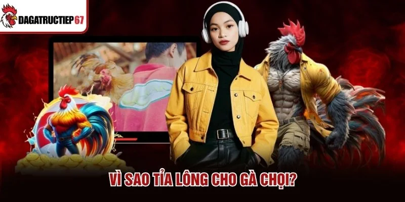 Vì sao tỉa lông cho gà chọi?