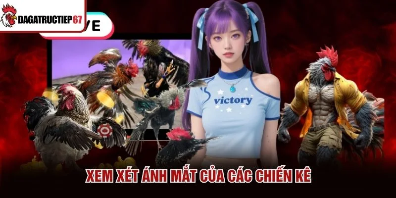 Xem xét ánh mắt của các chiến kê