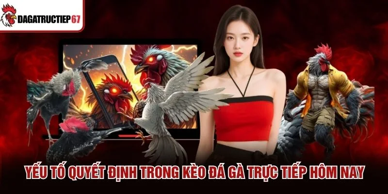 Yếu tố quyết định trong kèo đá gà trực tiếp hôm nay
